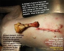Maltese. Chicken wing (humurus bone) stuck in the gastroesophageal sphincter region. Toa Payoh Vets