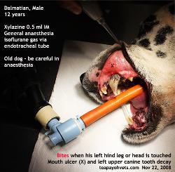 dental work, endotracheal tube transports isoflurane anaesthetic gas to lungs from anaesthetic machine, toapayohvets, singapore