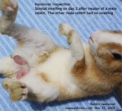 Day 2 after neuter. Vigorous licking post neuter by male rabbit. Swollen scrotum. Toa Payoh Vets