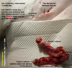 Corpus luteum, Pregnant Cat spayed by Dr Sing. Toa Payoh Vets 