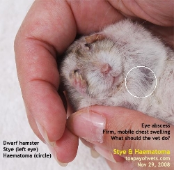 Dwarf Hamster. Stye and Haematoma. Needs surgical treatment, not medical. Toa Payoh Vets
