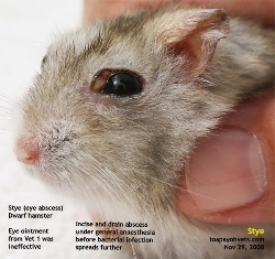 Dwarf Hamster. Stye and Haematoma. Needs surgical treatment, not medical. Toa Payoh Vets