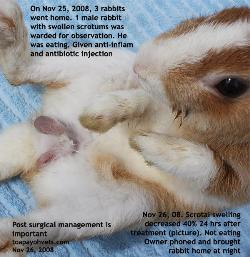 Male rabbit post-neuter complications. Toa Payoh Vets