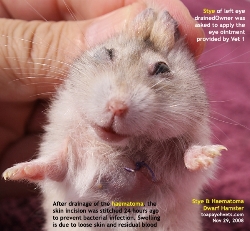 Dwarf Hamster. Stye and Haematoma. Needs surgical treatment, not medical. Toa Payoh Vets