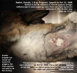 Female pregnant rabbit spayed. Bandaged. Self-adhesive. Toa Payoh Vets