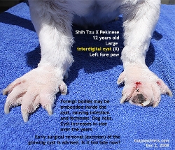 Interdigital cysts. Shih Tzu X. Left fore paw. Toa Payoh Vets