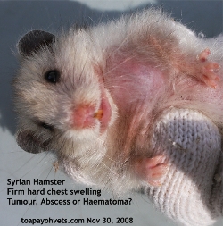 Syrian Hamster. Encapsulated Abscess. Malodorous pus. Toa Payoh Vets.