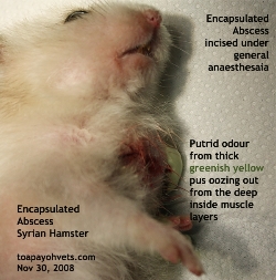 Syrian Hamster. Encapsulated Abscess. Malodorous pus. Toa Payoh Vets.