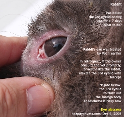 Rabbit. Pus below 3rd eyelid, medial canthus. Foreign body is the likely cause. Toa Payoh Vets 