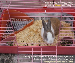 Rabbit. Fever & Sarcoptes. Not Eating 5 hours ago. Now eating after antibiotic injection. Toa Payoh Vets