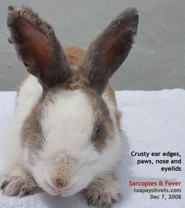 sarcoptic mange in rabbits