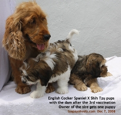 Engish Cocker Spaniel X Shih Tzu puppies after 3rd vaccination . Toa Payoh Vets