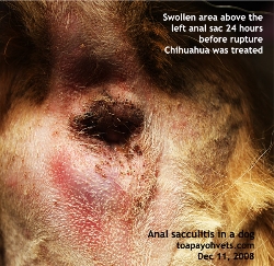 Chihuahua. Hard inflammed tissues in left anal sac, except for a small spot. Toa Payoh Vets
