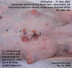 Caesarean section scar Chihuahua on 21st day. Toa Payoh Vets