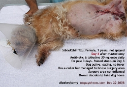 Mastectomy Day 4. SilkieXShihTzu. 7 years old. MG4 and MG5. Toa Payoh Vets