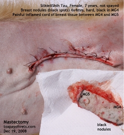 Mastectomy MG4 and MG5. Female Dog. 7 years. Toa Payoh Vets