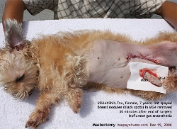 Mastectomy MG4 and MG5. Female Dog. 7 years. Toa Payoh Vets