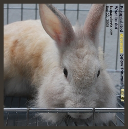 Rabbit. Abscesses/Tumours? Toa Payoh Vets