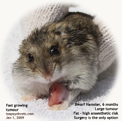 Dwarf hamster, male, 6 months. Large foreleg tumour. Singapore. Toa Payoh Vets