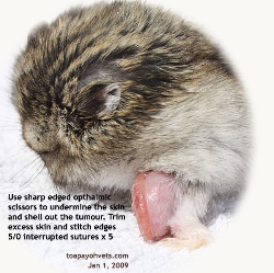 Dwarf hamster, male, 6 months. Large foreleg tumour. Singapore. Toa Payoh Vets