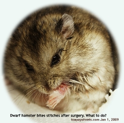 Dwarf hamster, male, 6 months. Large foreleg tumour. Singapore. Toa Payoh Vets