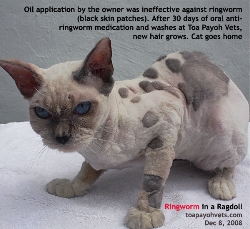 Ragdoll. Generalised Ringworm. Recovered after oral medication and washes for 30 days. Toa Payoh Vets.