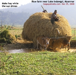 North Myanmar, Rice farms near Lake Indawgyi. Dry season. Toa Payoh Vets