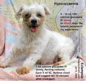 Eclampsia. OK, after calcium gluconate IV and SC. Toa Payoh Vets