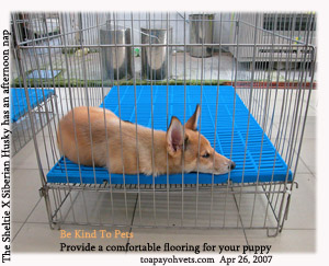 Provide a comfortable flooring for the puppy in a crate. Toa Payoh Vets