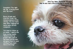 old shih tzu 13 years, multiple warts 76 warts excised 8 months ago, toapayohvets singapore