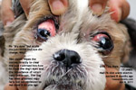 old shih tzu 13 years, multiple warts 76 warts excised 8 months ago, toapayohvets singapore