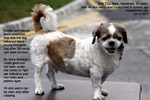 old shih tzu 13 years, multiple warts 76 warts excised 8 months ago, toapayohvets singapore