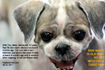 old shih tzu 13 years, multiple warts 76 warts excised 8 months ago, toapayohvets singapore