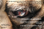 pug 7 months, injuries serious, deep central ulcerative keratitis, leakage aqueous toapayohvets singapore