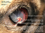 pug 7 months, injuries serious, deep central ulcerative keratitis, leakage aqueous toapayohvets singapore