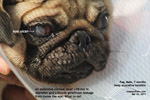 pug 7 months, injuries serious, deep central ulcerative keratitis, leakage aqueous toapayohvets singapore