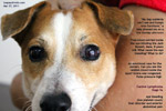 canine lymphoma lymphosarcoma stage 5a  jack russell bleeding inside eye toapayohvets singapore