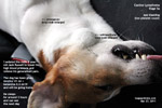 canine lymphoma lymphosarcoma stage 5a  jack russell bleeding inside eye toapayohvets singapore