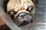 pug 7 months, injuries serious, deep central ulcerative keratitis, leakage aqueous toapayohvets singapore