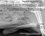 difficulty in urination silkie terrier male neutered 6 years - urethra obstruction behind os penis toapayohvets singapore