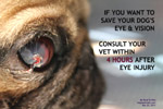 pug 7 months, injuries serious, deep central ulcerative keratitis, leakage aqueous toapayohvets singapore