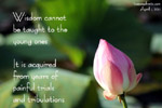 lotus flower young adults wisdom trials tribulations toapayohvets