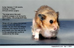 older syrian hamster large cystic mixed tumour below neck risky anaesthesia and surgery toapayohvets