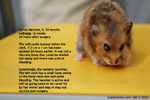 older syrian hamster large cystic mixed tumour below neck risky anaesthesia and surgery toapayohvets