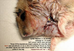syrian hamster, female, 20months, soft nodular tumour below pharynx, surgical excision zoletil 100  toapayohvets