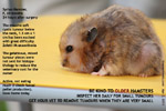 older syrian hamster large cystic mixed tumour below neck risky anaesthesia and surgery toapayohvets