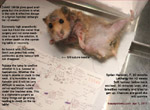 syrian hamster, female, 20months, soft nodular tumour below pharynx, surgical excision zoletil 100  toapayohvets