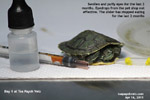 poor hygiene and environment - eyes swollen and closed - red-eared slider, toapayohvets, singapore