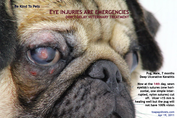 pug eye ulcer treatment