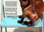 old dachshund fast growing large soft tumour. lipoma or liposarcoma. Best to get it excised. toapayohvets.com singapore